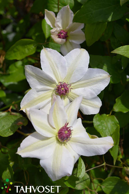 Clematis Patens-Ryhm 'Miss Bateman', jalokrh